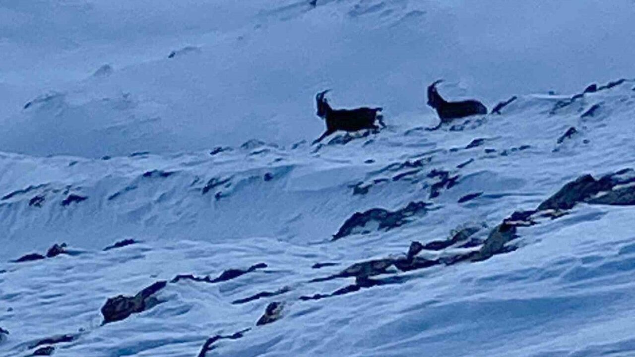 Van Çatak'ta nesli koruma altındaki dağ keçileri Badılgali Yaylası'nda görüntülendi