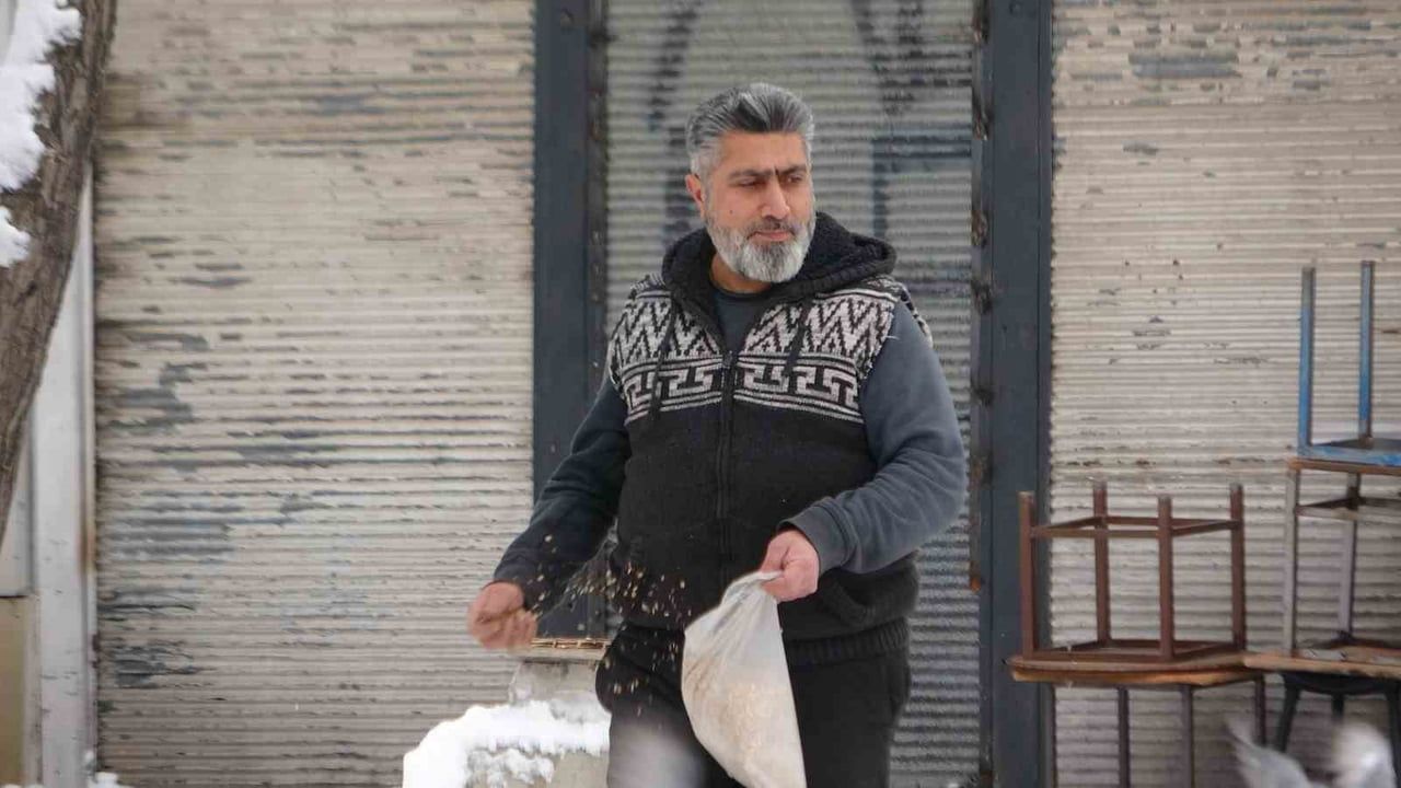 Van'da kar sonrası güvercinlerin beslenme görüntüleri — Ahmed-i Hani Kültür Parkı