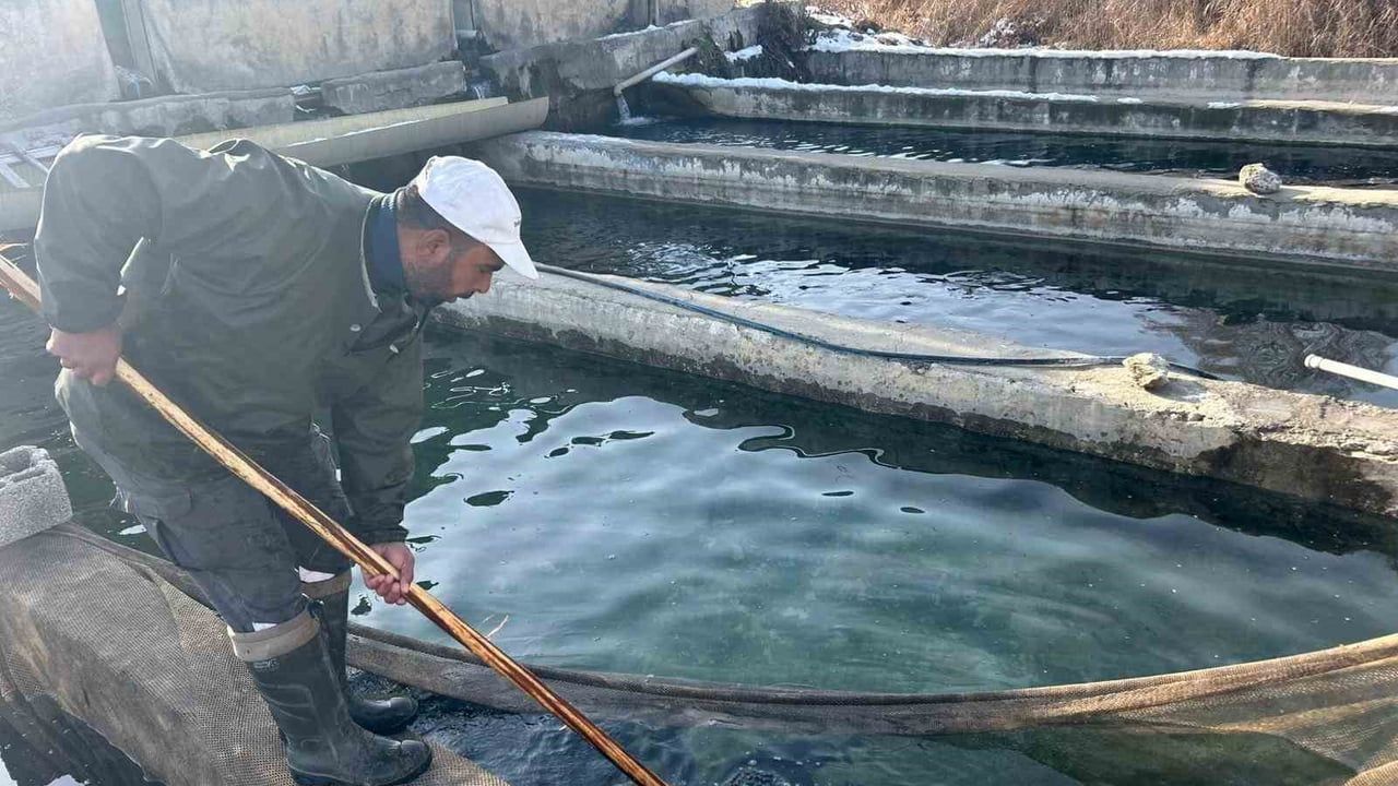 Van’da kış sağımı başladı: 11 tesiste yıllık yaklaşık 55 milyon yavru alabalık üretiliyor