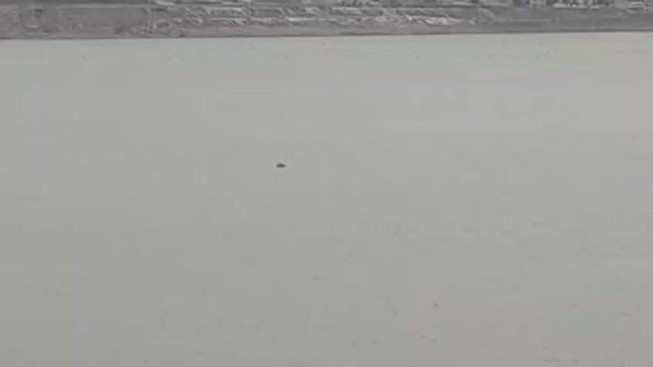 Van İpekyolu'nda Sıhke Göleti'ne giren inek telef oldu