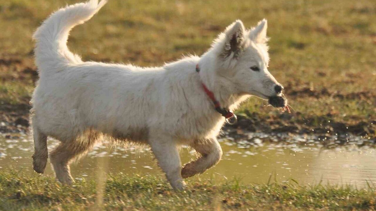 Van Kalesi eteklerinde Van kedisi sanılan canlı, fare avlayan köpek yavrusu çıktı
