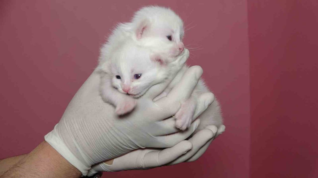 Van Kedi Villası’nda bu yıl 120 yavru doğdu — Van YYÜ’nin kontrollü üretim çalışmaları sürüyor