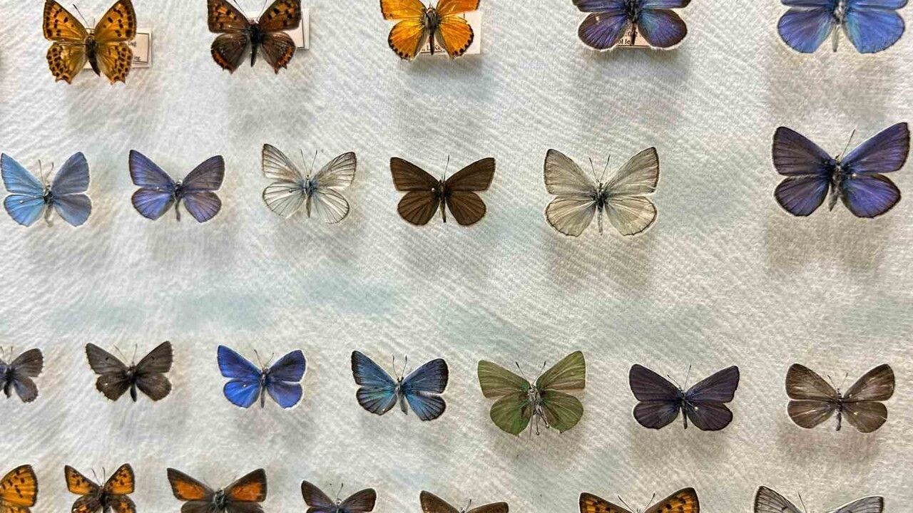 Van YYÜ Böcek Araştırma Koleksiyonu, Van Gölü Havzası kelebek ve böceklerini arşivliyor