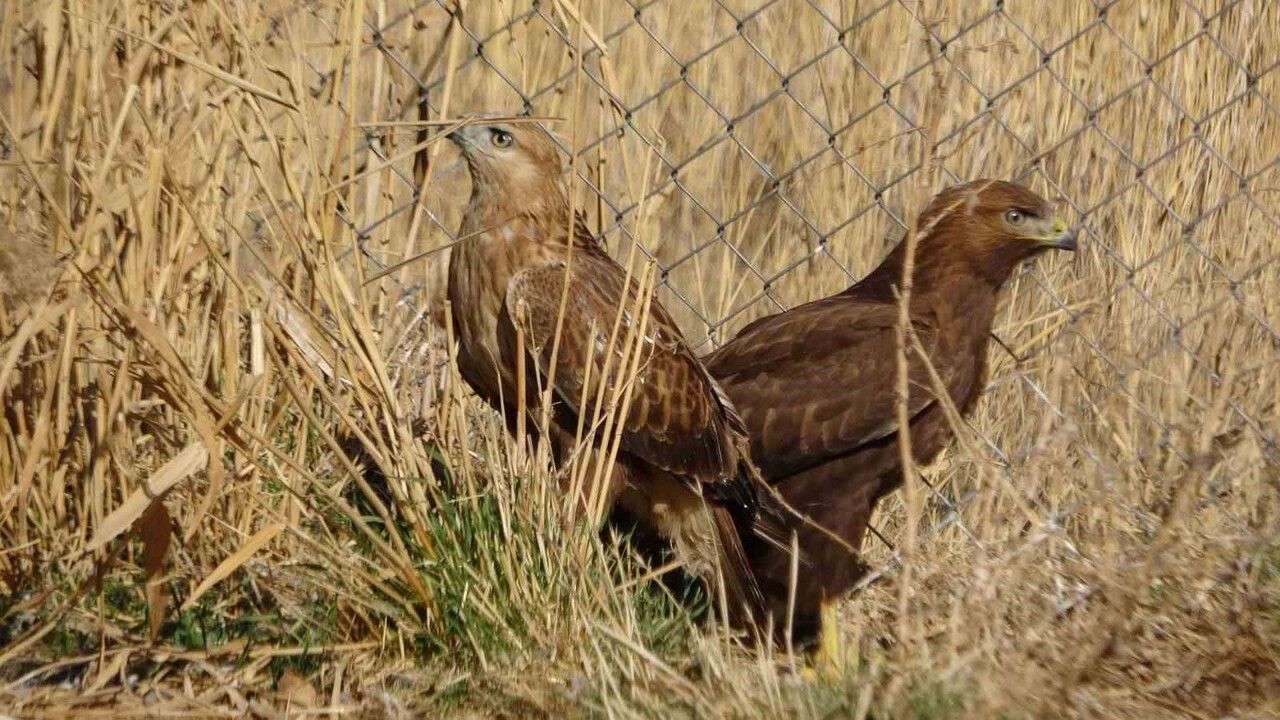 Van YYÜ'de tedavi edilen yırtıcı kuşlar rehabilitasyonun ardından doğaya salınıyor