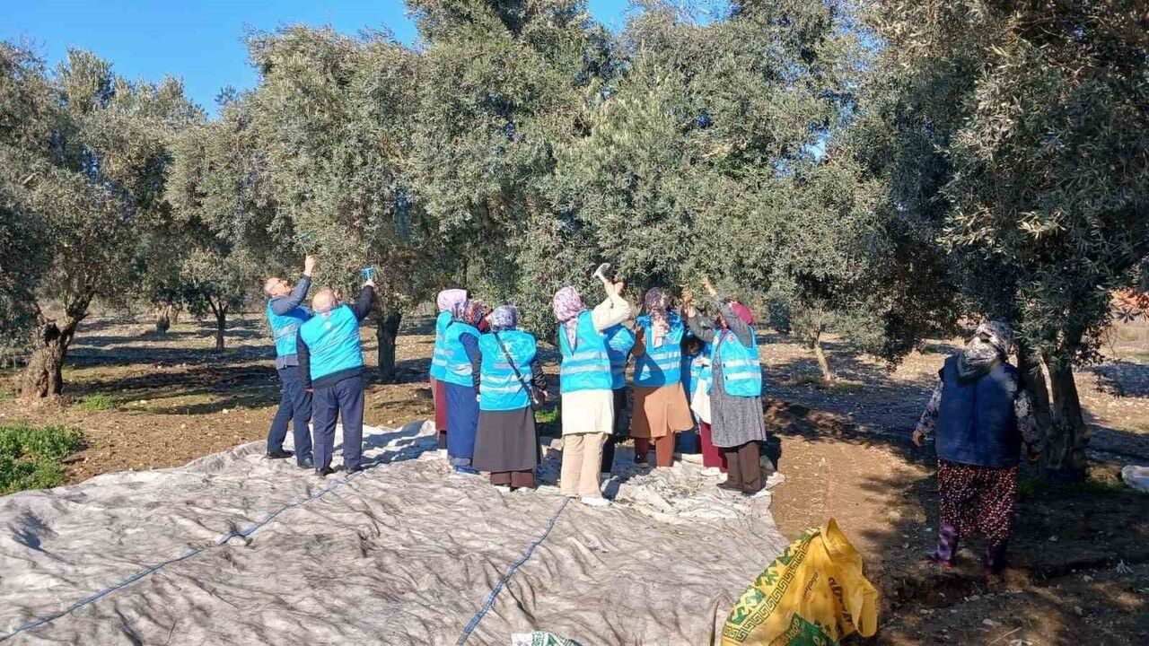 Yatağan’da 2025-2026 zeytin hasadı için bereket duası yapıldı