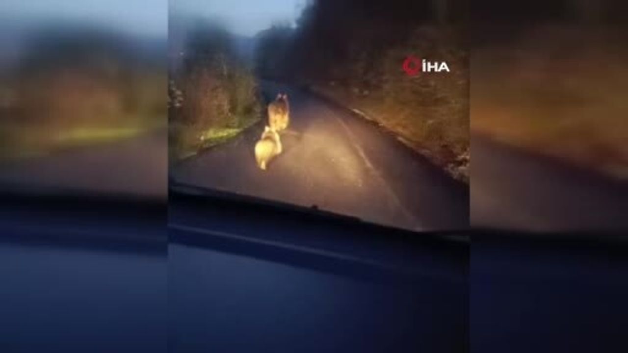 Yenice'de anne ayı ve iki yavrusu yolda cep telefonu kamerasına yansıdı