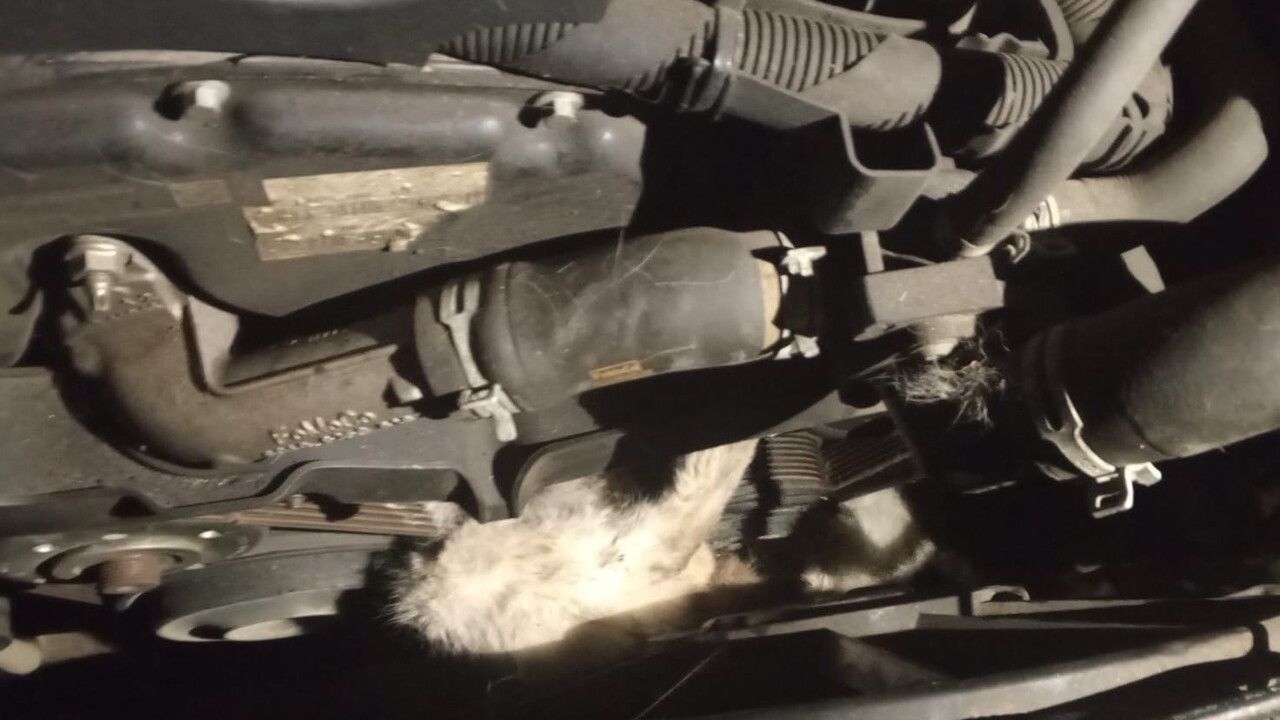 Yenice'de minibüs motoruna sıkışan kedi itfaiye ekipleri tarafından kurtarıldı