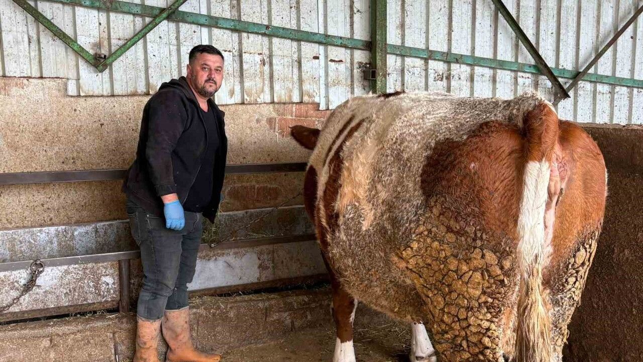 Yenişehir'de şap hastalığı sönüyor, üreticiler destek bekliyor