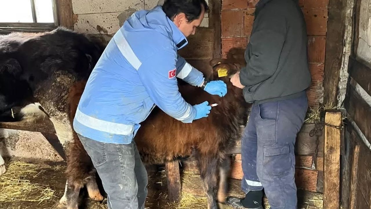 Yığılca'da hayvan sağlığı çalışmaları sürüyor: Şap ve Brucella aşıları ile küpeleme yapıldı