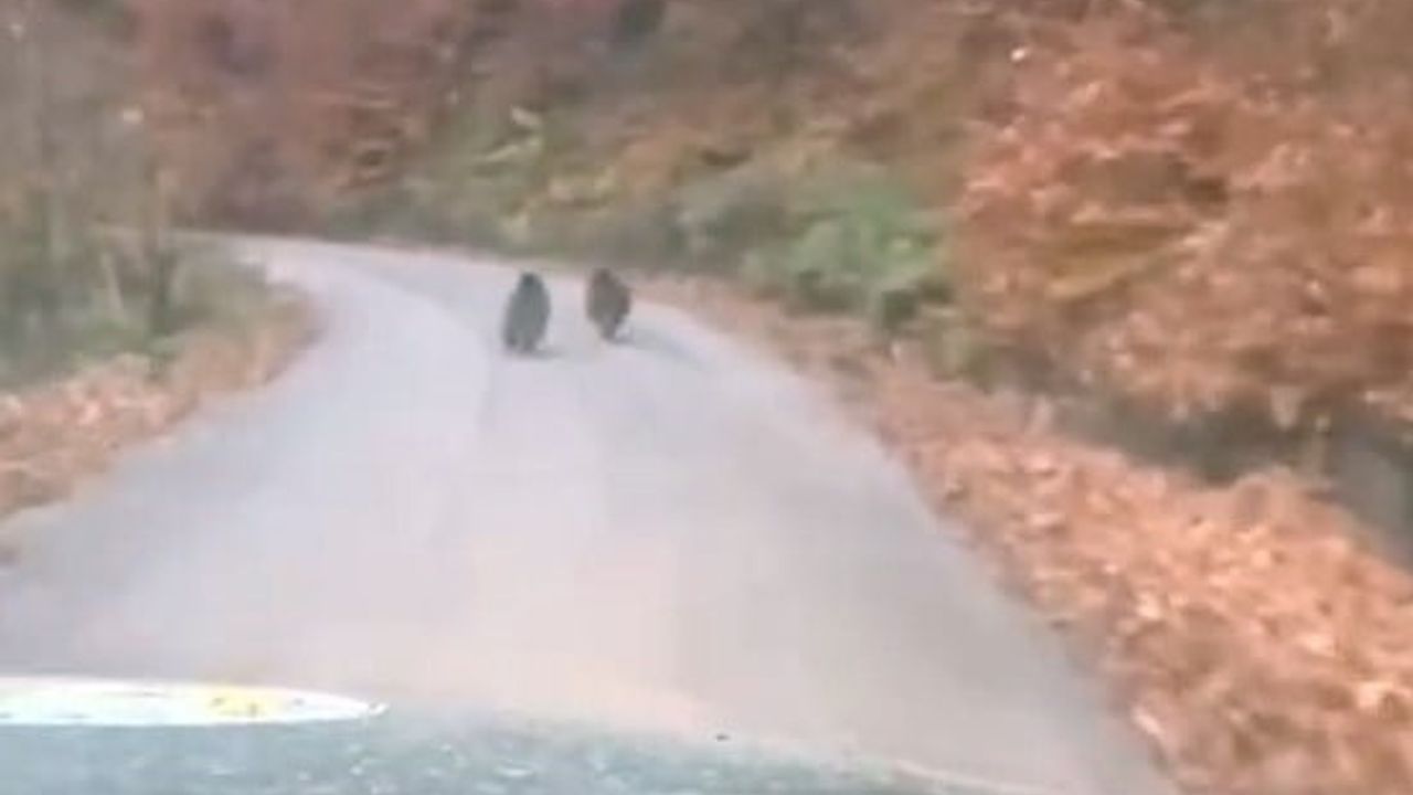 Yığılca'da kış uykusuna yatmayan iki yavru ayı cep telefonu kamerasına yakalandı