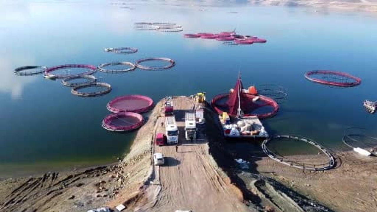 Yozgat Çekerek’te Yetiştirilen Alabalıklar Rusya ve Japonya’ya İhraç Ediliyor