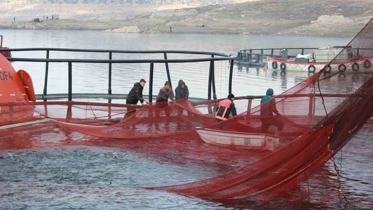 Yozgat’ta bozkırda yetişen alabalıklar Rusya ve Japonya’ya ihraç ediliyor