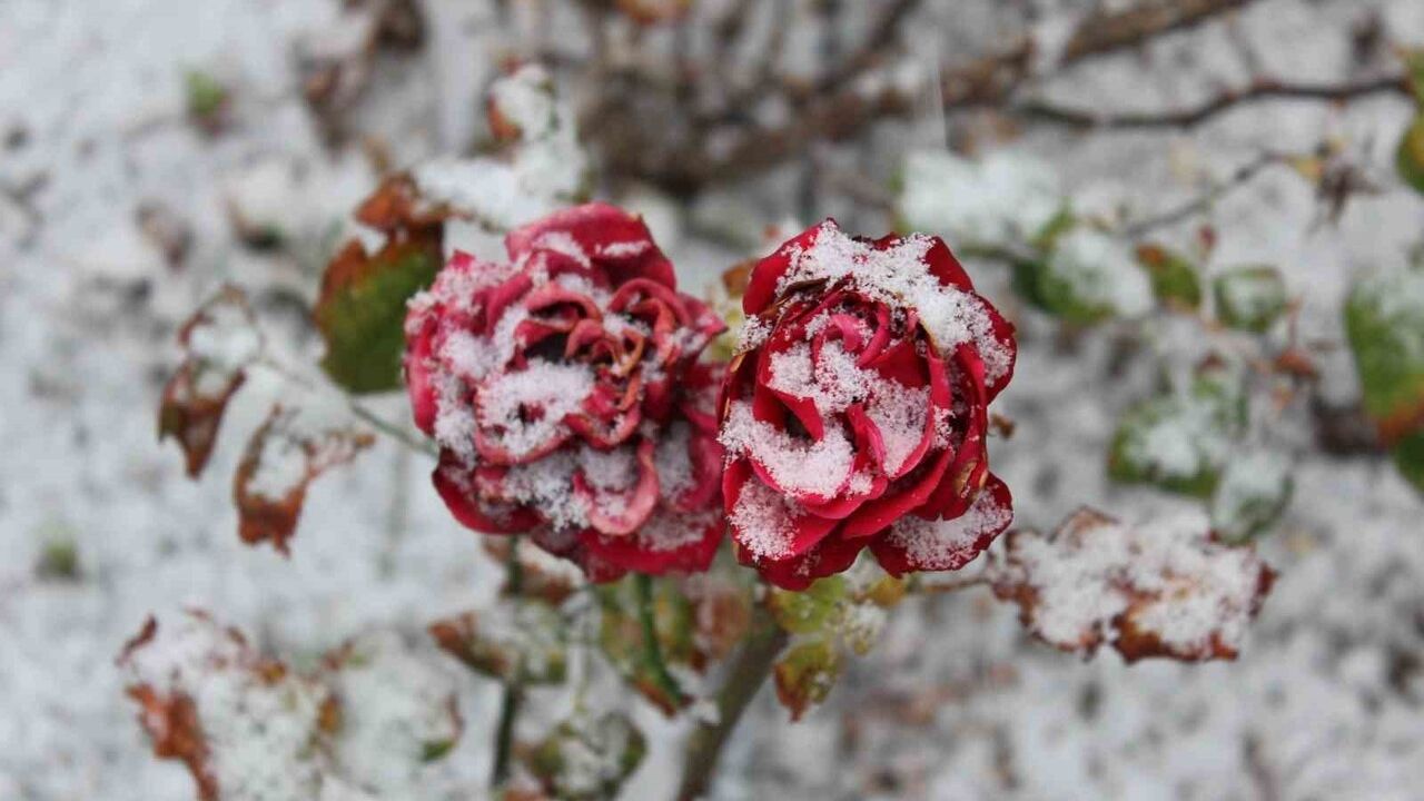 Yozgat'ta kar yağışı açan gülleri beyaz örtüyle kapladı