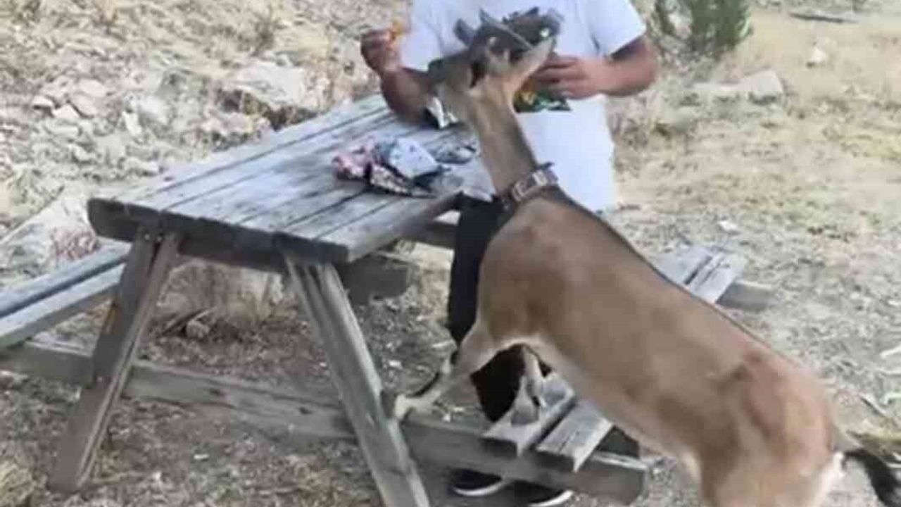 Yozgat'ta Kazankaya Kanyonu'nda Coşkun Uzun dağ keçisini elleriyle besledi