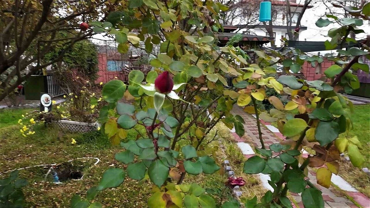 Yozgat'ta yalancı bahar: Şefaatli'de Aralıkta güller açtı