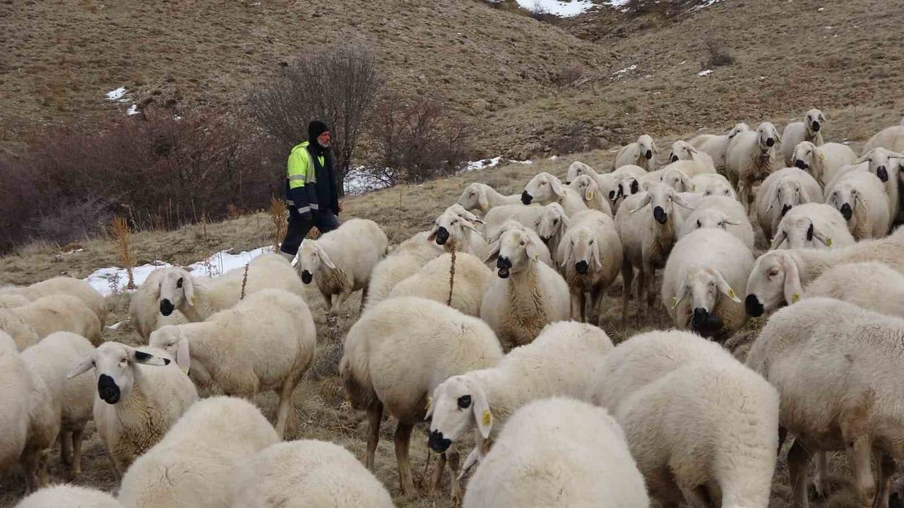 Yozgatlı üretici, babasıyla tartıştıktan sonra vadeli koyun alıp sürüsünü yaklaşık 3 bin başa çıkardı