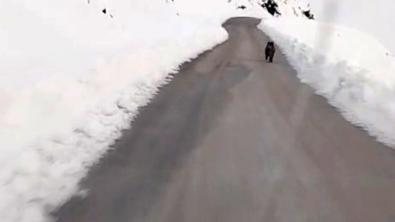 Yüksekova'da aç kalan domuz sürüleri kente yakın noktalarda görüntülendi