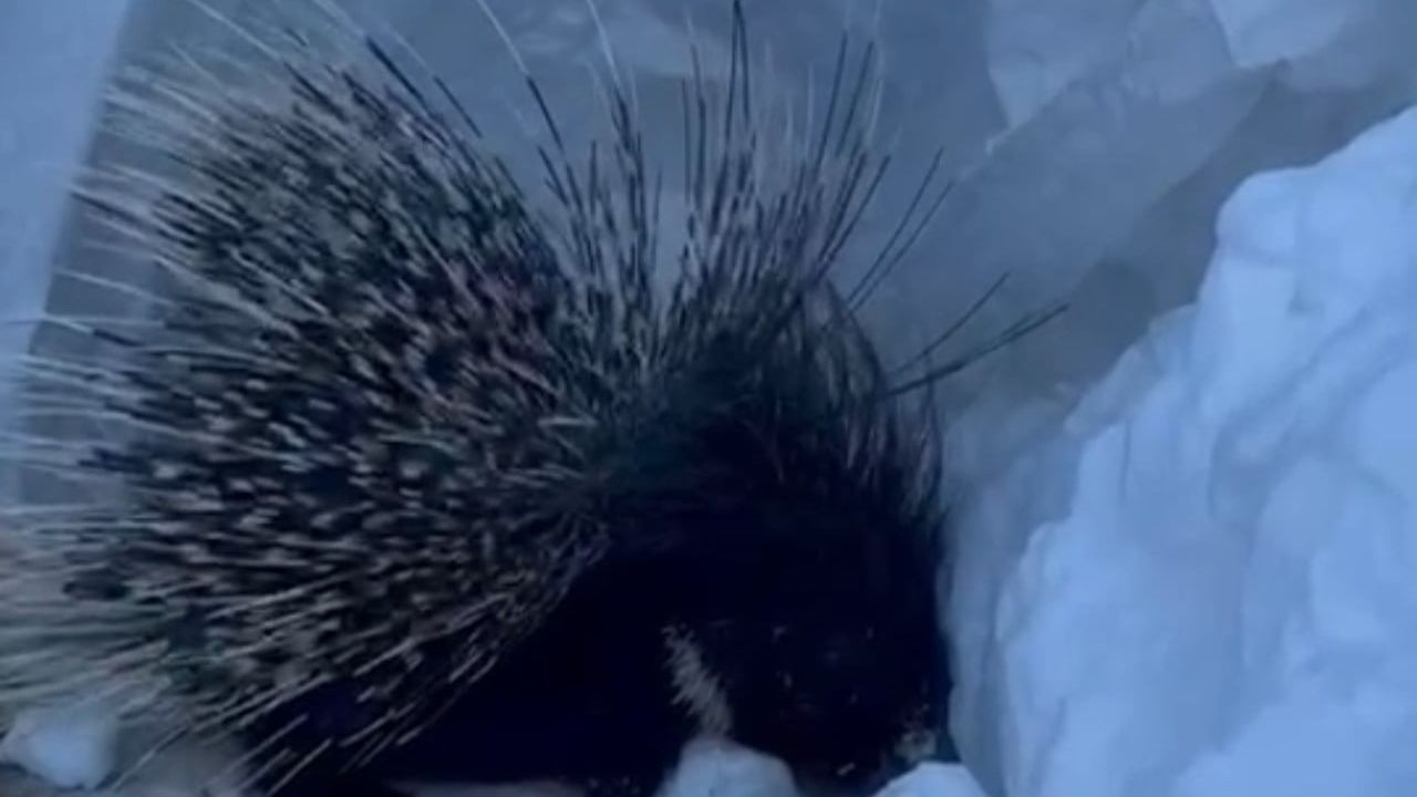 Yüksekova'da nesli tükenme tehlikesi altında olan Hint oklu kirpi görüntülendi