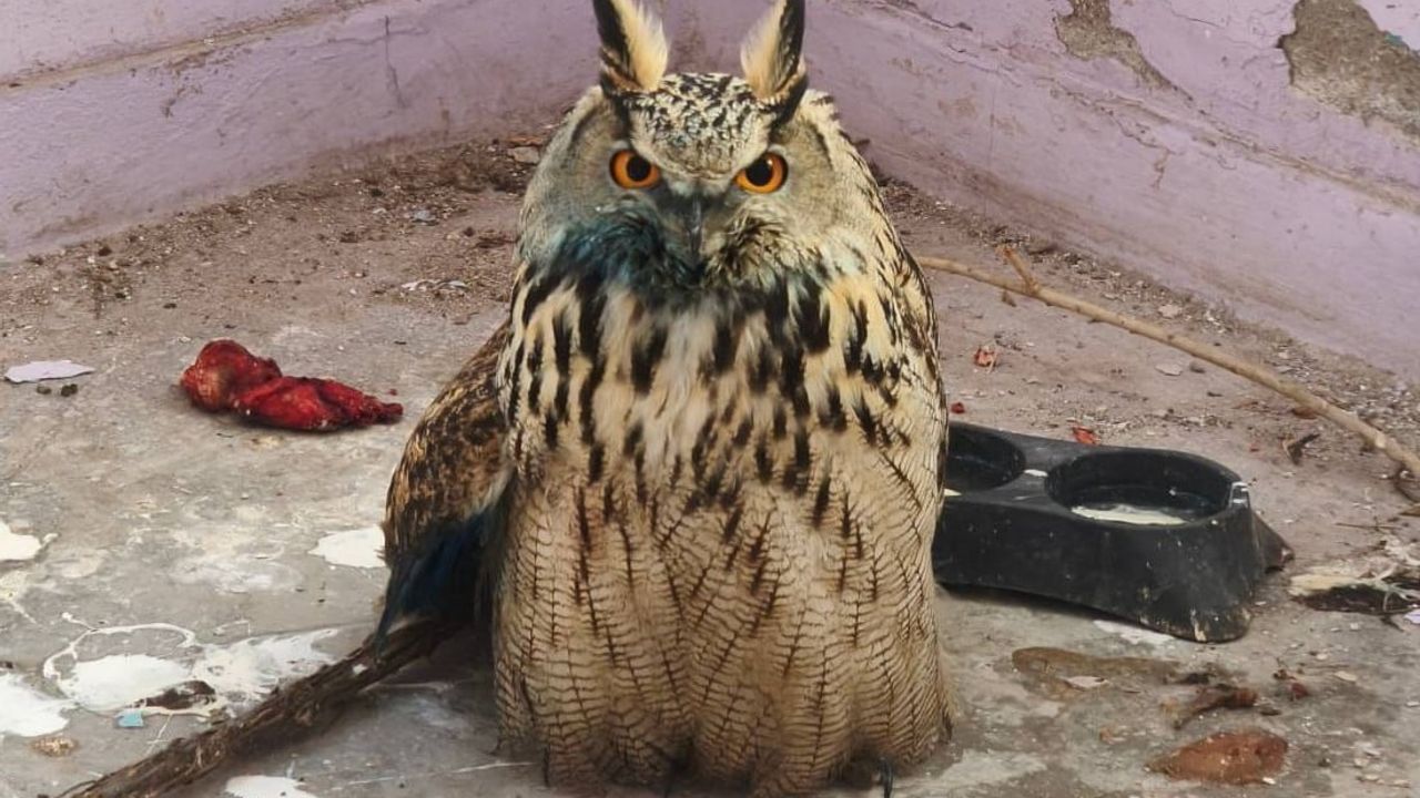 Yüksekova'da Yaralı Boynuzlu Baykuş Doğa Koruma'ya Teslim Edildi