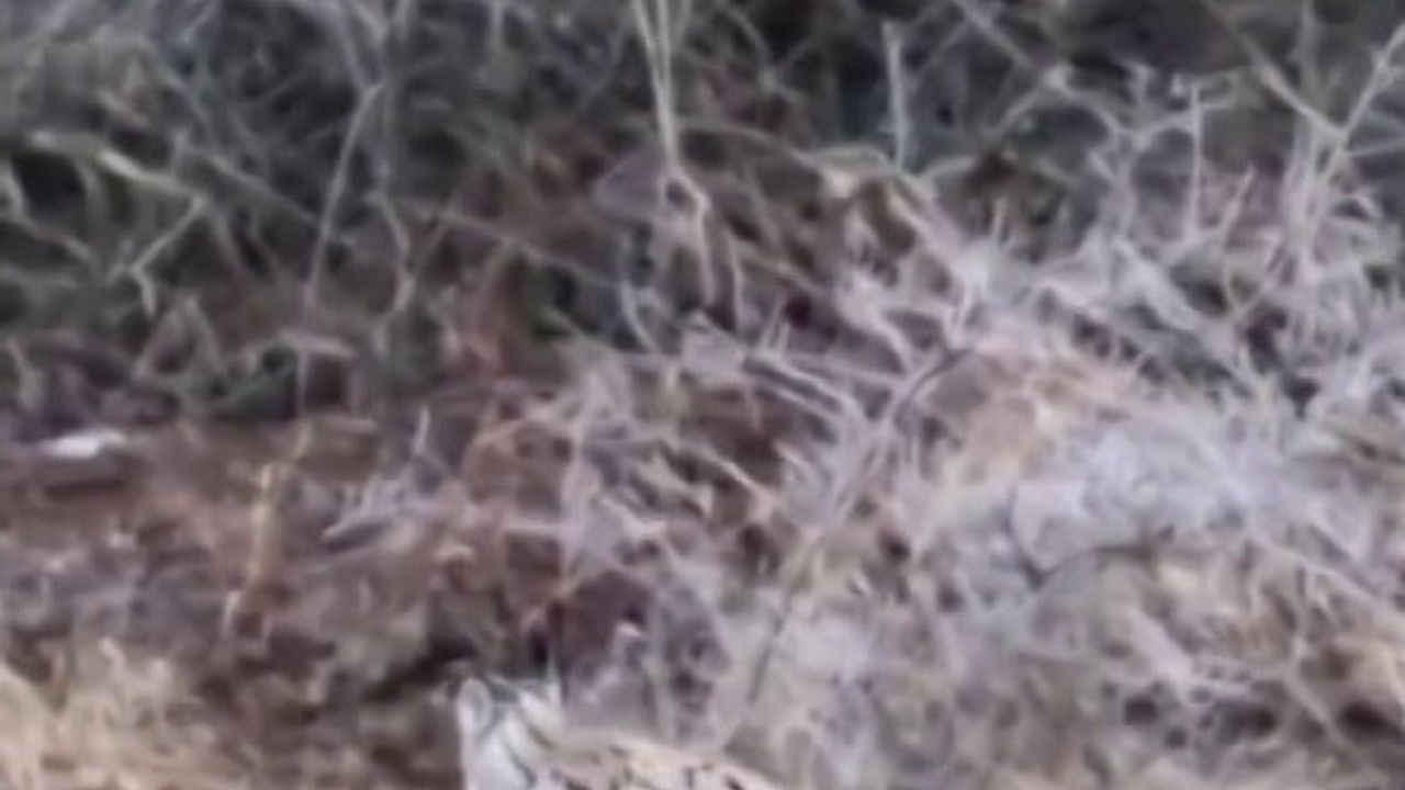 Zara'da Araç Sürerken Vaşakla Karşılaştı: Görüntüleri Cep Telefonuna Kaydetti