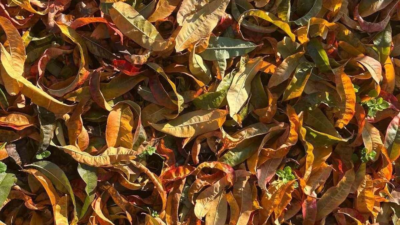 Zirai don ve kuraklık meyve üretimini etkiledi: Ağaçlar sonbahar renklerine büründü