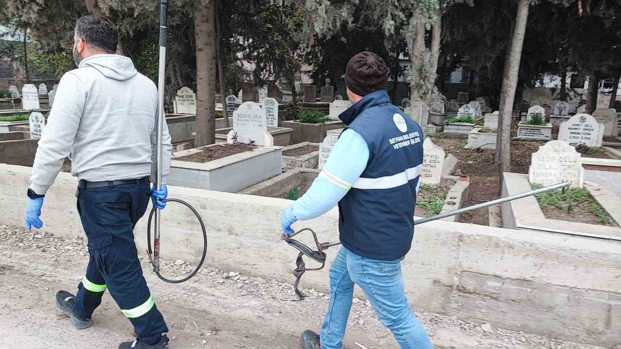 Adana Akkapı Mahallesi'nde sokak köpekleri endişesi: Ekipler operasyonda onlarca köpekten sadece birini yakalayabildi