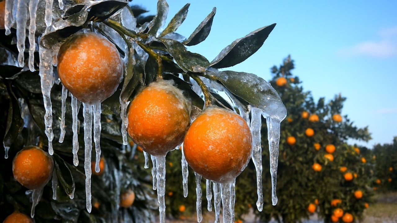 Adana'da 18-22 Ocak zirai don uyarısı: Gece sıcaklıkları sıfırın altına düşecek