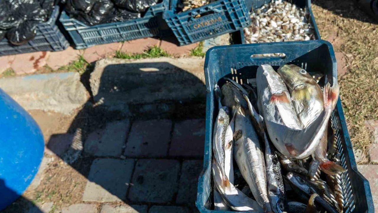 Adana'da 4 günde 128 bin balon balığı Karataş İlçe Tarım ve Orman Müdürlüğü'ne teslim edildi