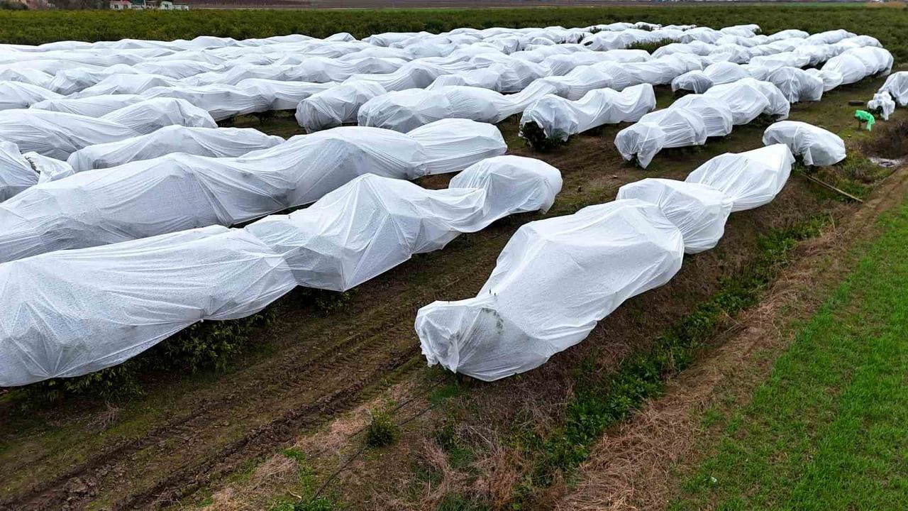 Adana'da çiftçi zirai dona karşı önlem aldı: 15 dönüm limon ağacı fileyle örtüldü