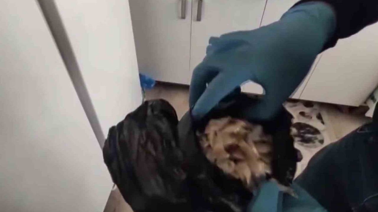 Adana'da evde ele geçirilen hammaddeden 4 kilo 983 gram bonzai üretildi; şüpheli E.A. tutuklandı