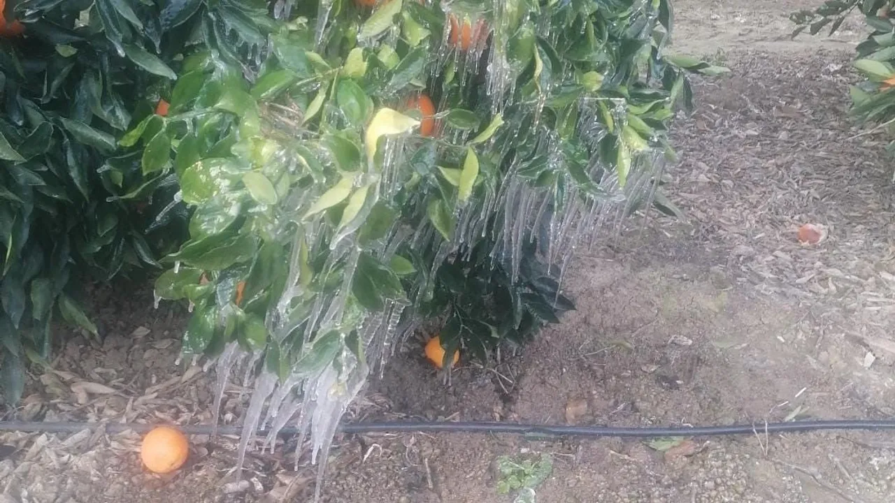 Adana'da gece donu: Havutlu'da bazı portakal ağaçları buz tuttu