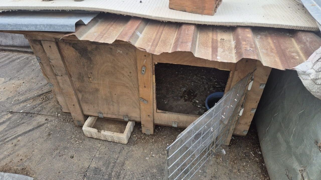 Adana'da kasklı şüpheli asansöre idrarını yaptı, damdaki güvercin ve keklikleri çaldı