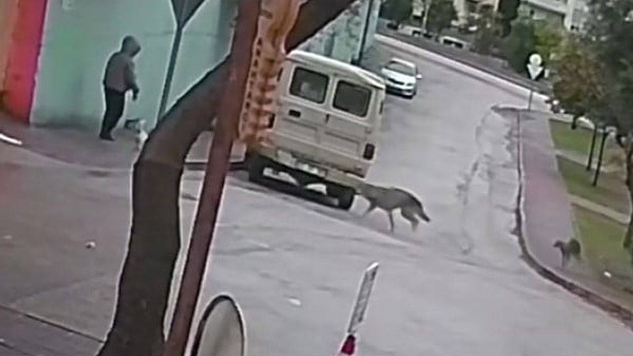 Adana'da kurt köpeklerinin saldırısı güvenlik kamerasına yansıdı: Küçük köpeğiyle yürüyen kadın iki kez yere düştü