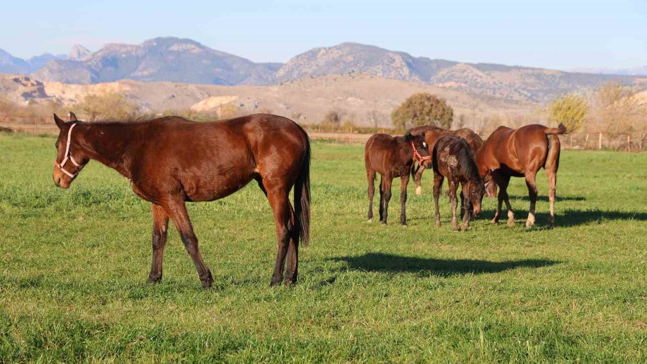 Adana Kozan, safkan İngiliz ve Arap atlarının yetişme üssü