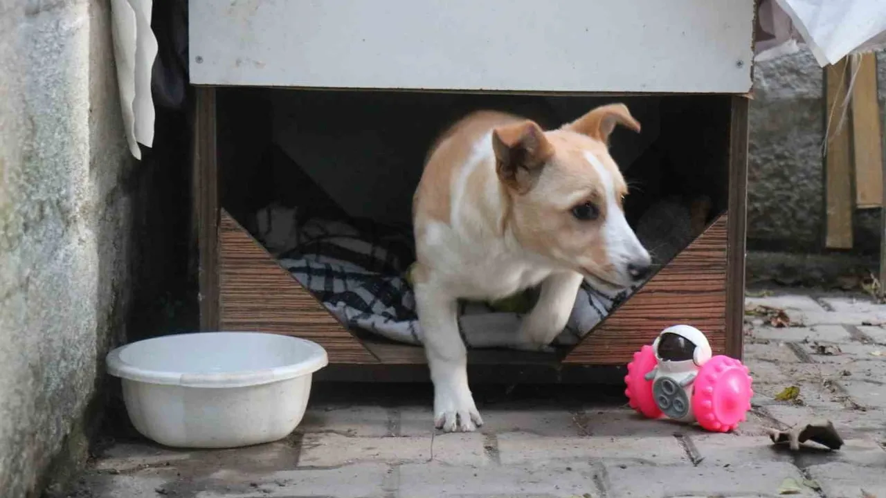 Adapazarı'nda bahçesinden çalınan 'Merkür' adlı köpek polis tarafından saatler içinde bulundu