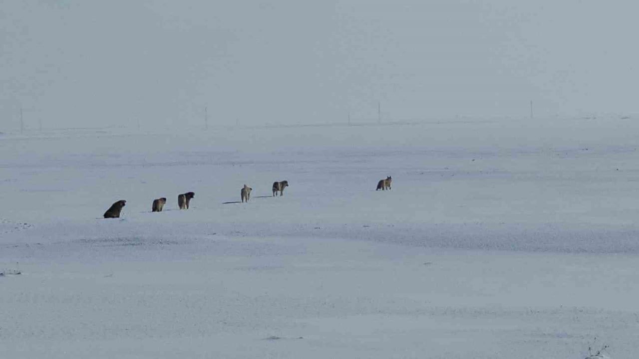 Adilcevaz Göldüzü'nde başıboş köpekler köy yaşamını etkiliyor