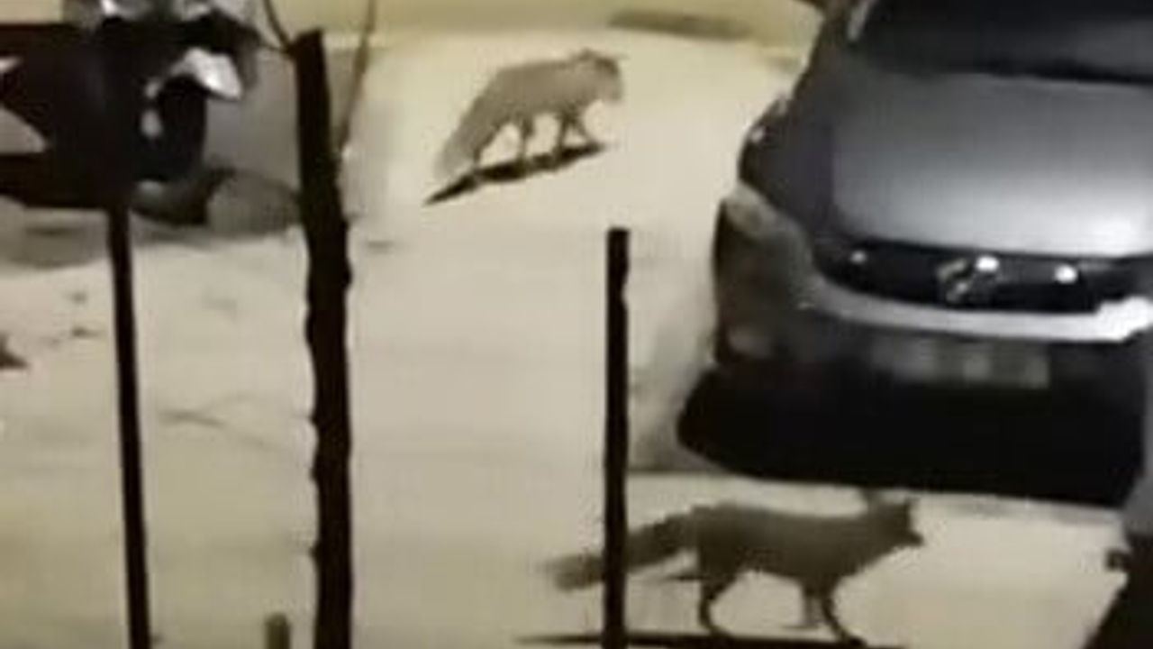 Adıyaman'da aç kalan tilkiler yerleşim alanlarına inip çöplerde yiyecek aradı