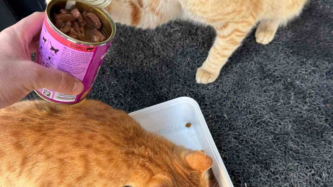 Adıyaman'da Kar Sonrası Vatandaşlar Sokak Hayvanlarını Unutmadı