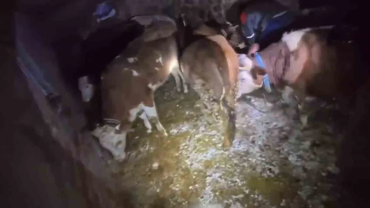 Adıyaman'da kar yağışı sonrası ahır çöktü: 20 büyükbaş hayvandan 3'ü telef oldu