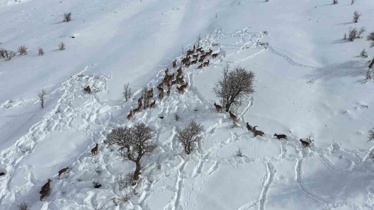 Adıyaman’da karla kaplı dağlarda yaban keçileri drone ile görüntülendi