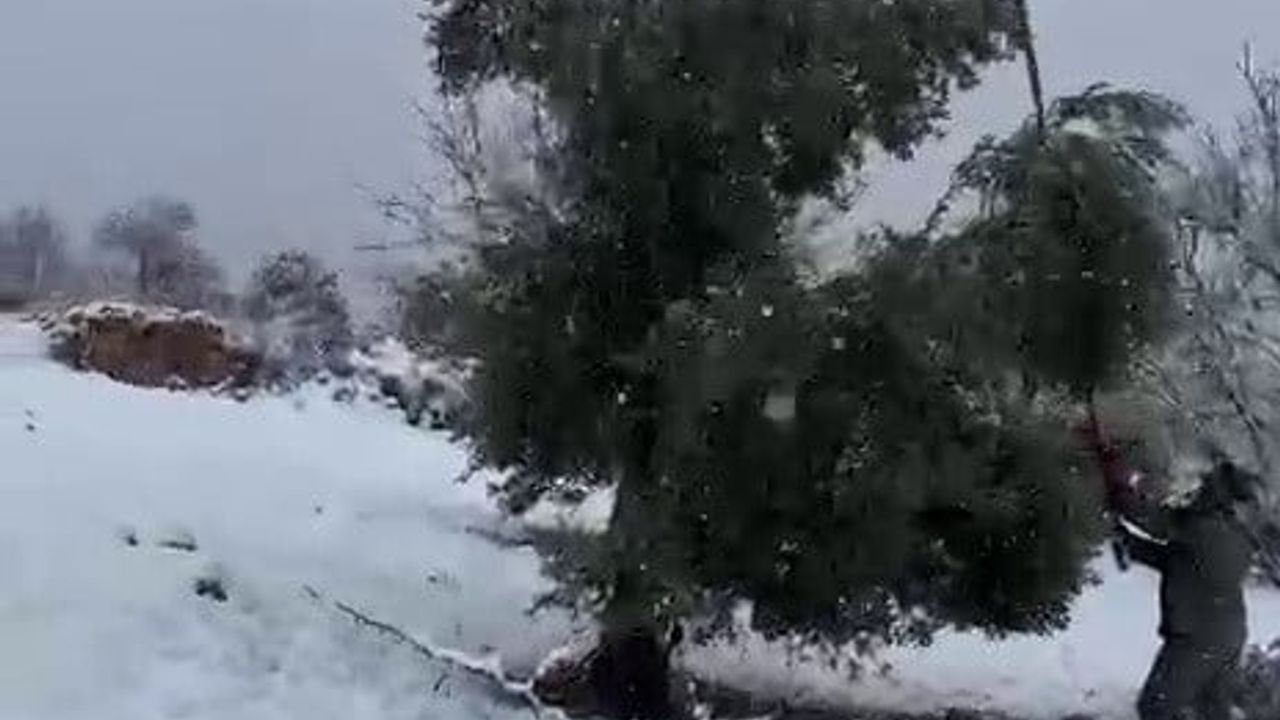 Adıyaman'da yoğun kar zeytin ağaçlarına zarar verdi