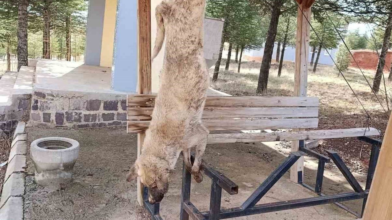 Afyonkarahisar'da Dişli beldesinde parkta asılı bulunan köpek için soruşturma başlatıldı