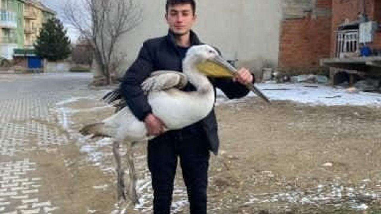 Afyonkarahisar’da Sokakta Bulunan Yaralı Pelikan Koruma Altına Alındı