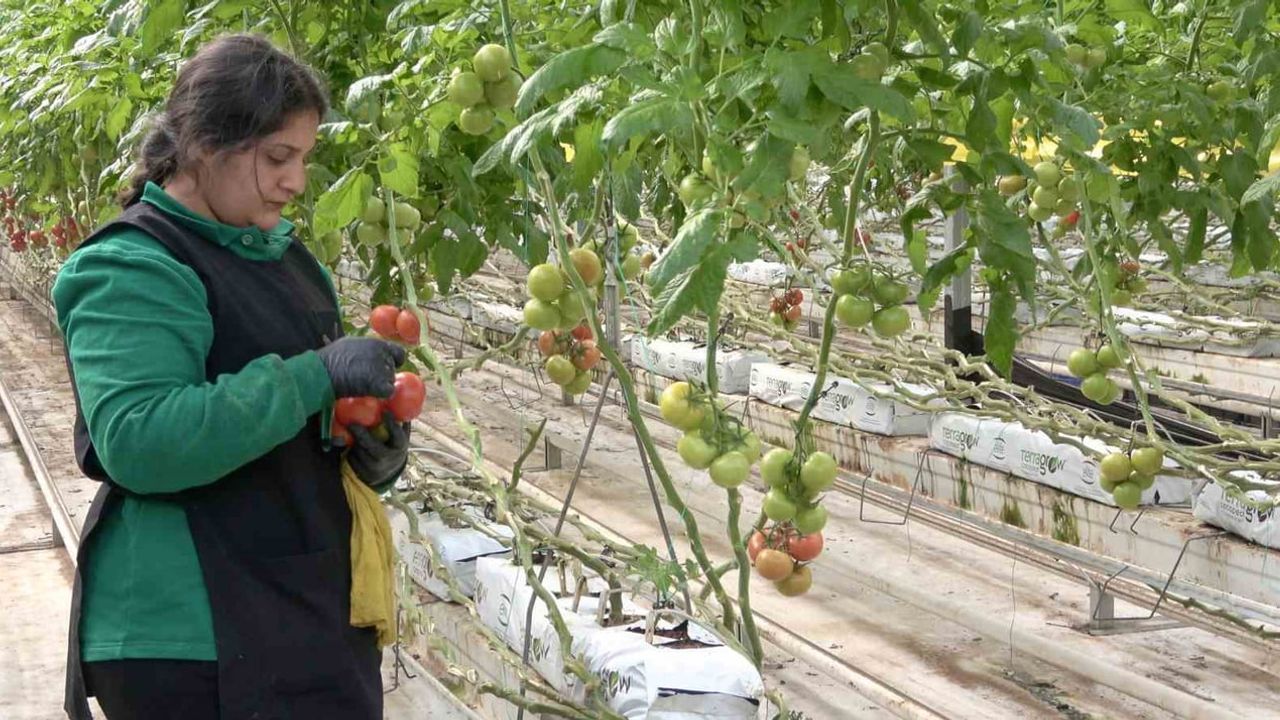 Ağrı Diyadin'de Jeotermal Seralar: Yıllık Yaklaşık 1.200 Ton Domates ve Avrupa İhracatı