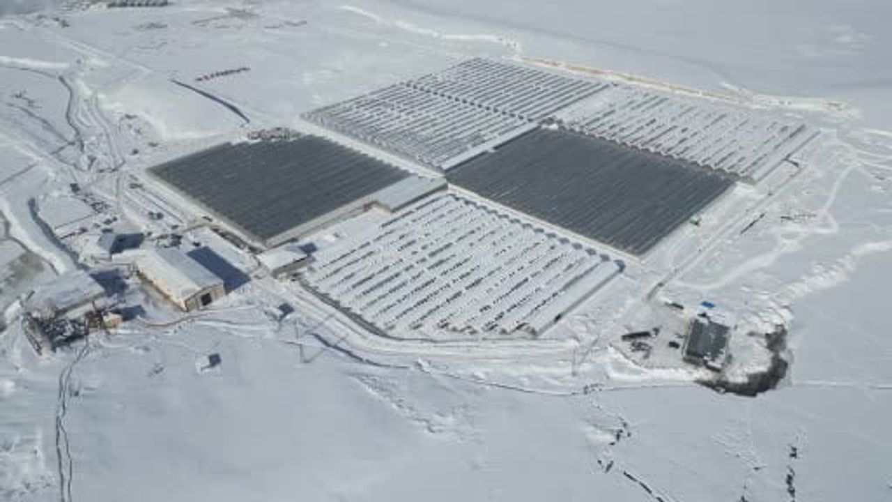 Ağrı Diyadin'de Jeotermal Seralarda Yıllık 1.200 Ton Domates Üretimi, İstihdam ve İhracat Artıyor