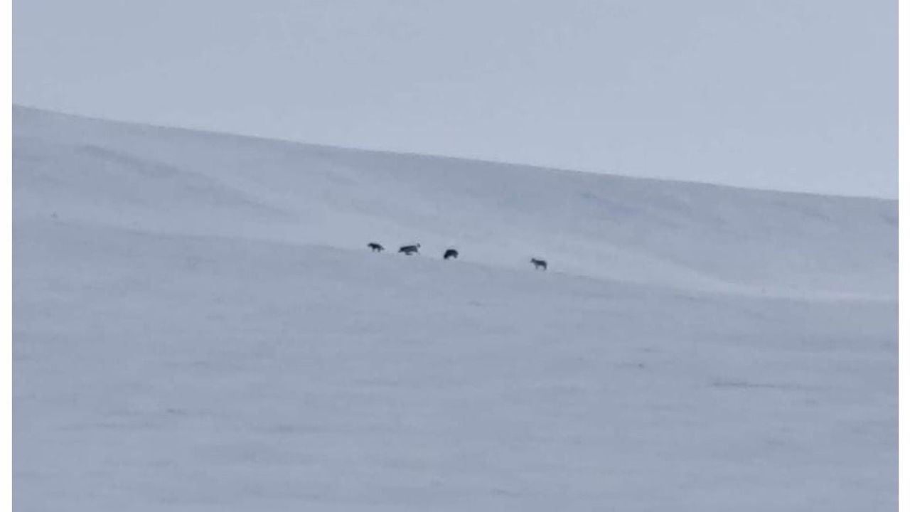 Ağrı'nın Diyadin kırsalında kar sonrası kurt sürüsü görüldü