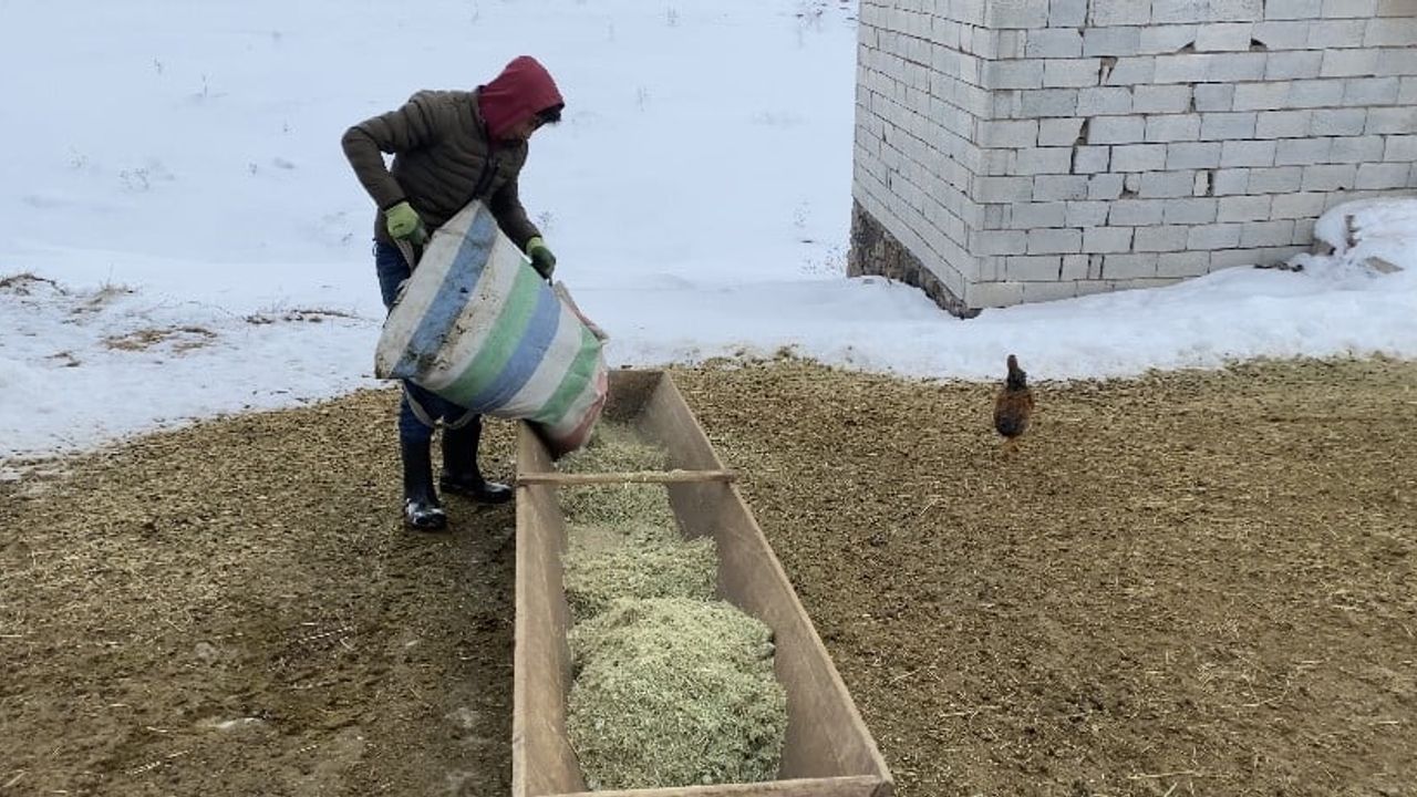 Ağrı Patnos’ta besicilerin zorlu kış mesaisi: Kar altında saman ve otla bakım