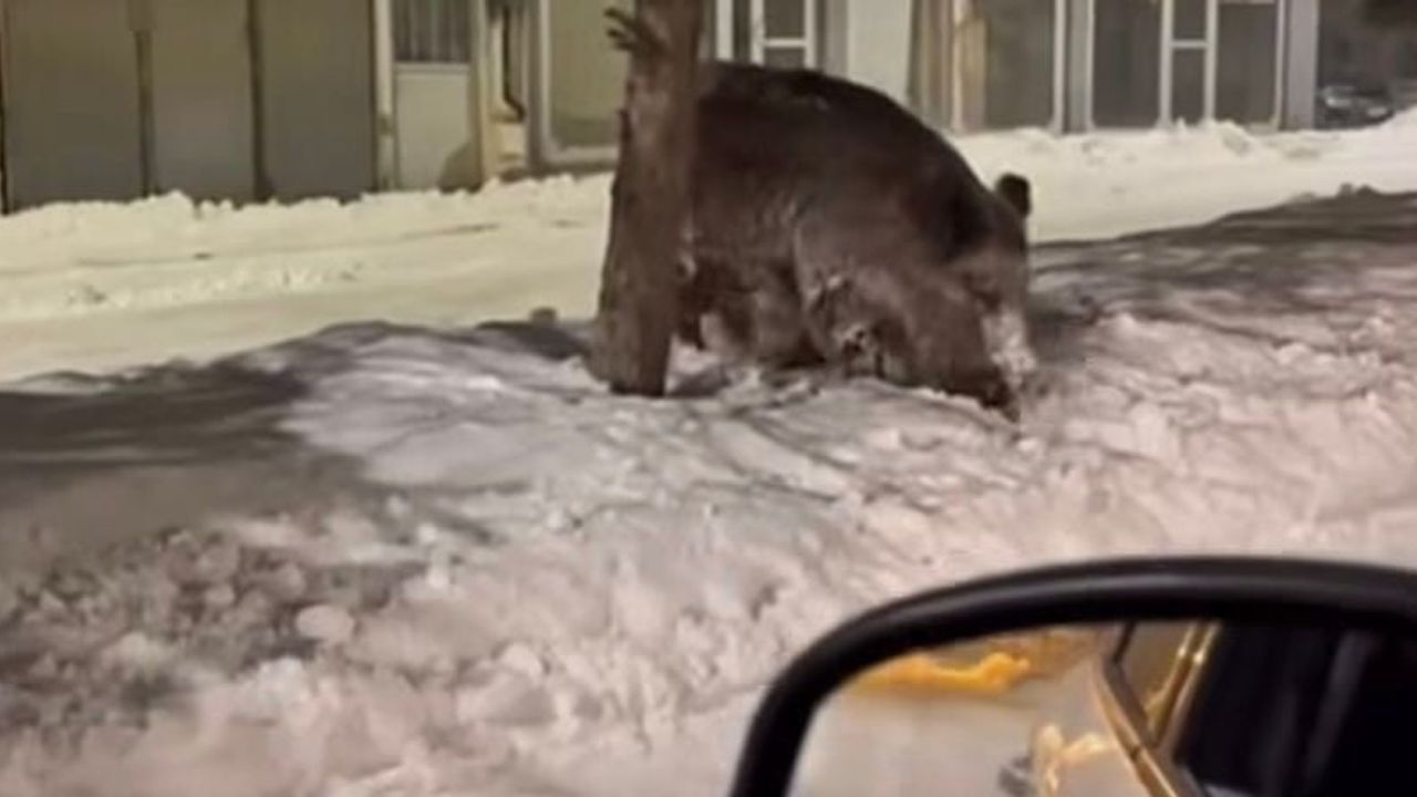 Ağrı Patnos'ta Yaban Domuzları İlçe Merkezinde Görüntülendi