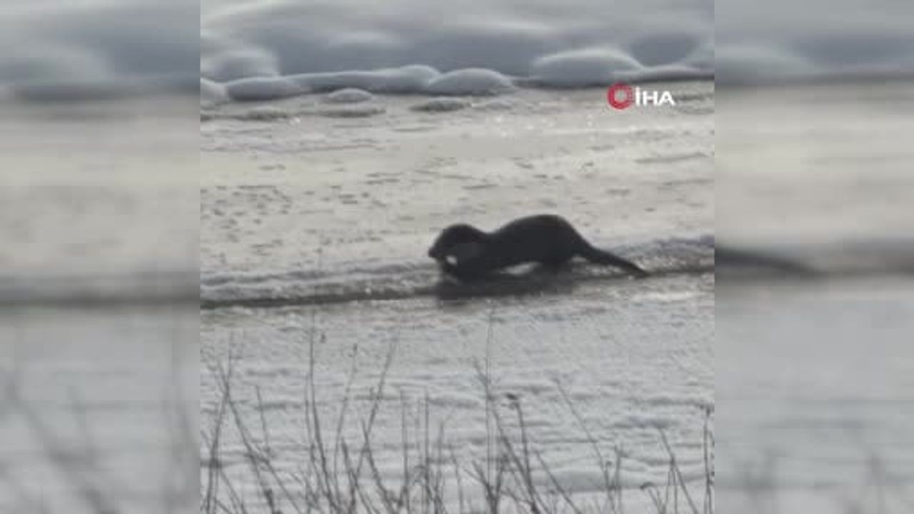 Ağrı Taşlıçay'da Murat Nehri'nde İki Su Samuru Görüntülendi