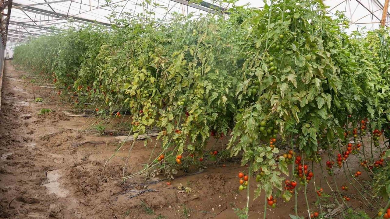 Aksu'da selin vurduğu seralarda hasar tespit çalışmaları sürüyor